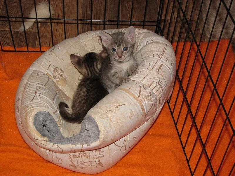 Ocicat koťata
